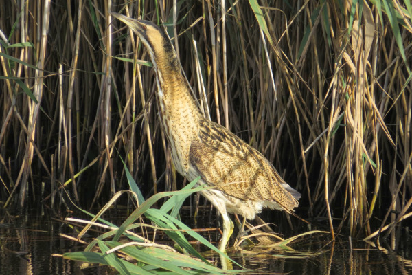 Eurasian Bittern