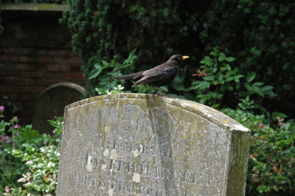 Eurasian blackbird