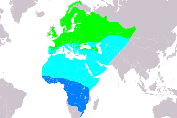 Eurasian Blackcap