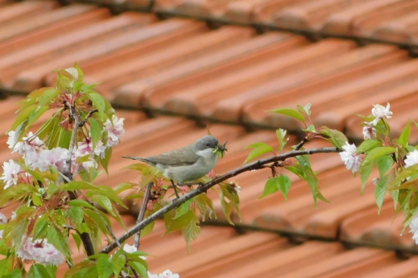Eurasian Blackcap