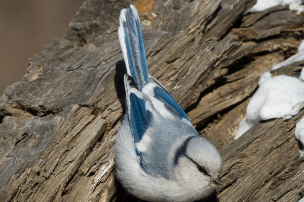 Eurasian Blue Tit