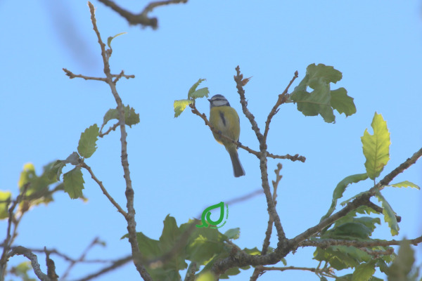 Eurasian Blue Tit