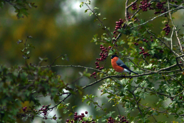 Eurasian Bullfinch