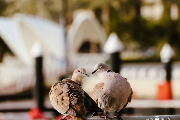 Eurasian Collared Dove