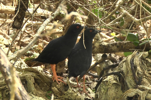 Eurasian Coot