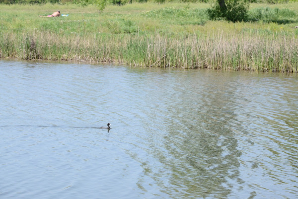Eurasian Coot
