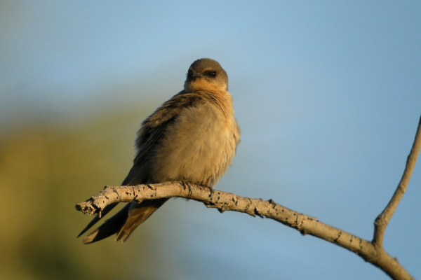 Eurasian Crag Martin
