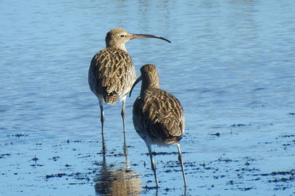 Eurasian Curlew
