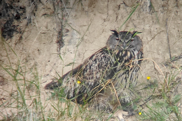 Eurasian Eagle-Owl