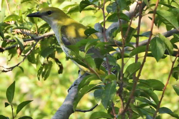 Eurasian Golden Oriole