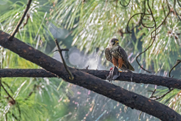 Eurasian Hobby