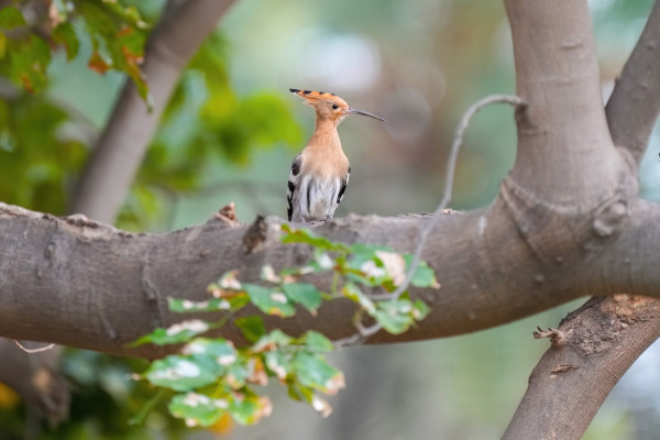 Eurasian Hoopoe