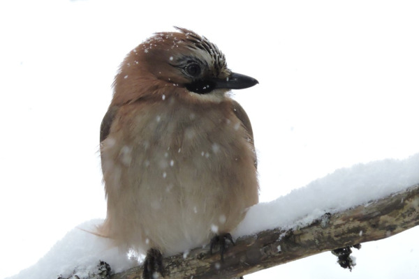Eurasian Jay