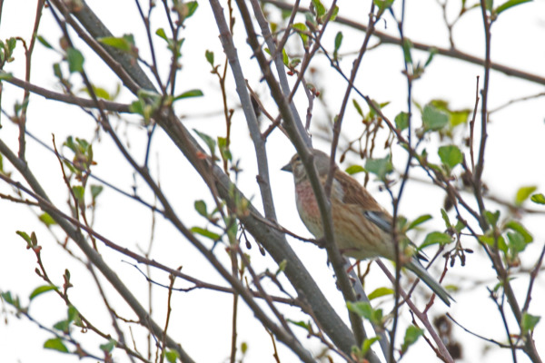 Eurasian Linnet