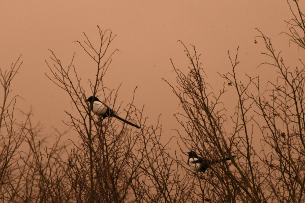 Eurasian magpie