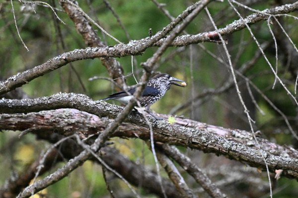 Eurasian Nutcracker