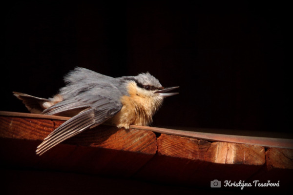 Eurasian Nuthatch