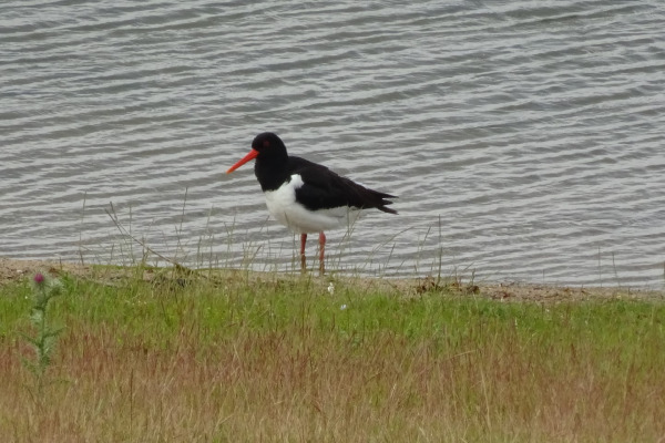 Eurasian Oystercatcher