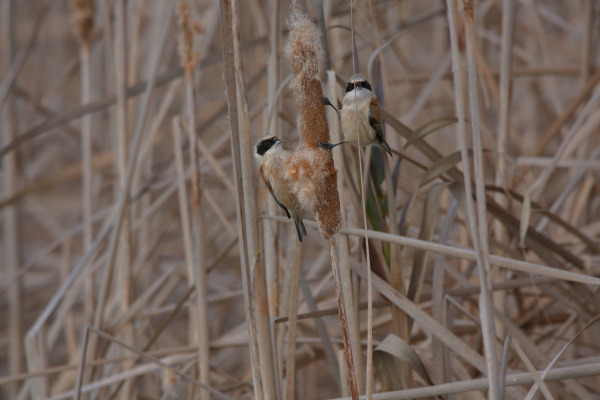 Eurasian Penduline Tit
