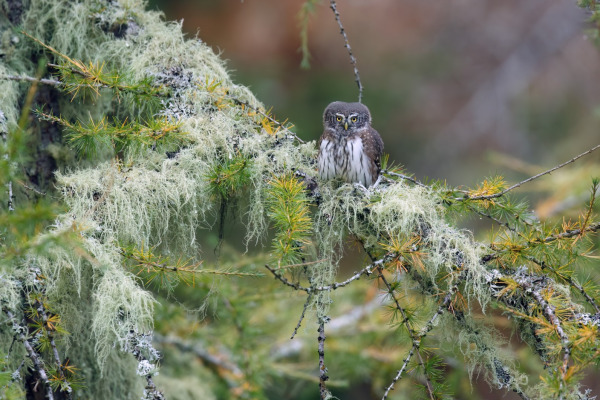 Eurasian Pygmy Owl