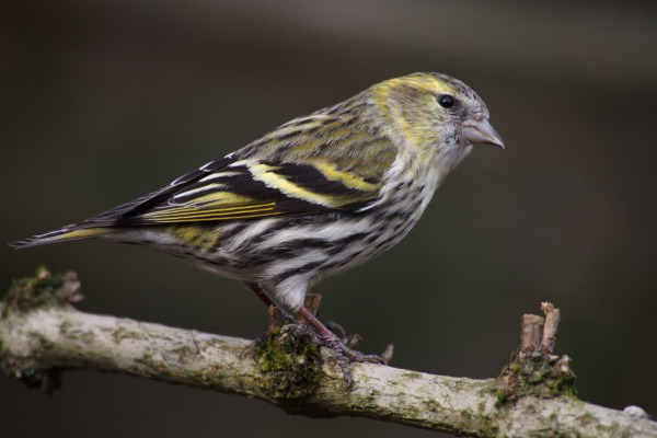 Eurasian Siskin