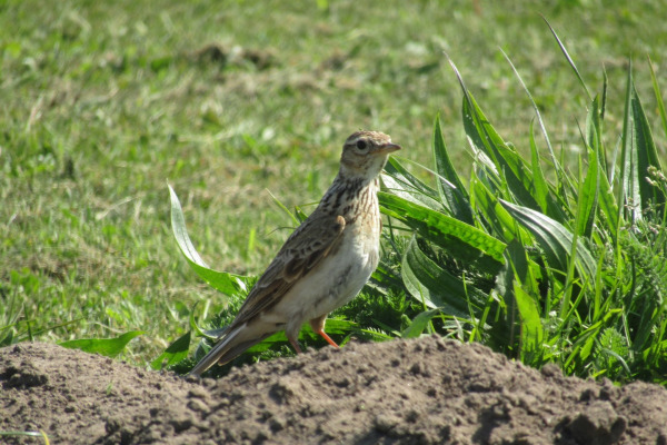 Eurasian Skylark