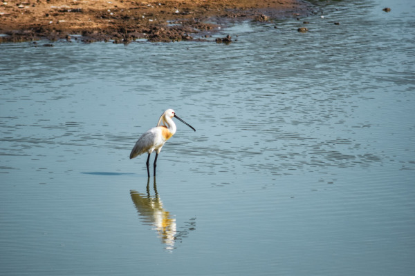 Eurasian Spoonbill