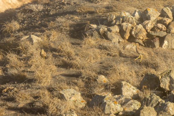 Eurasian Thick-knee