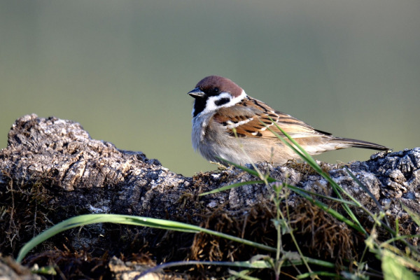 Eurasian Tree Sparrow