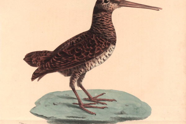 Eurasian Woodcock