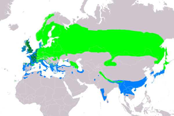 Eurasian Woodcock