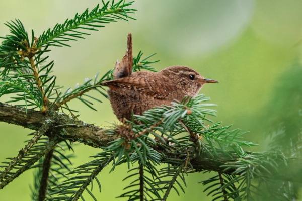 Eurasian Wren