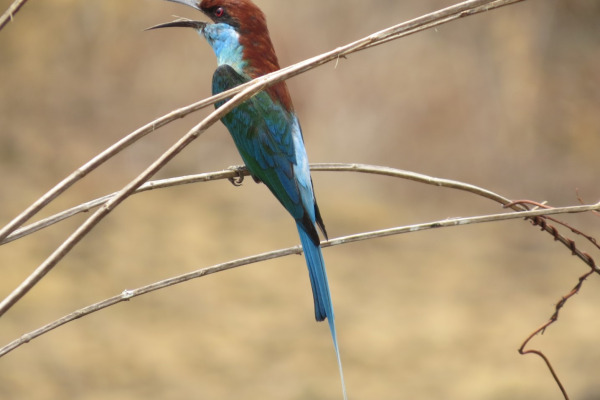 European Bee-eater