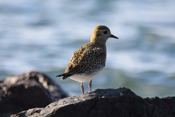 European Golden Plover