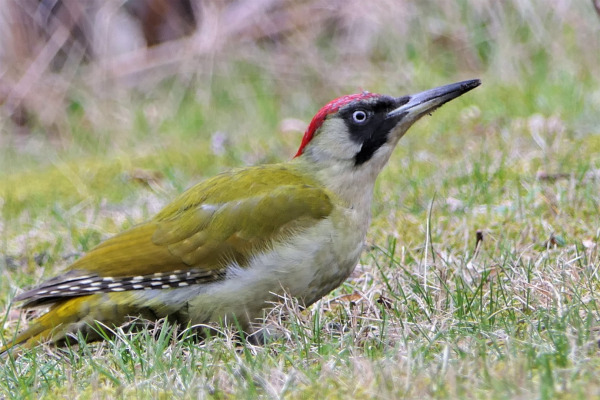 European Green Woodpecker