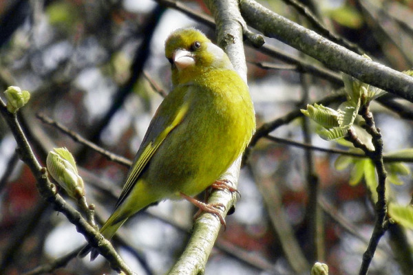 European Greenfinch