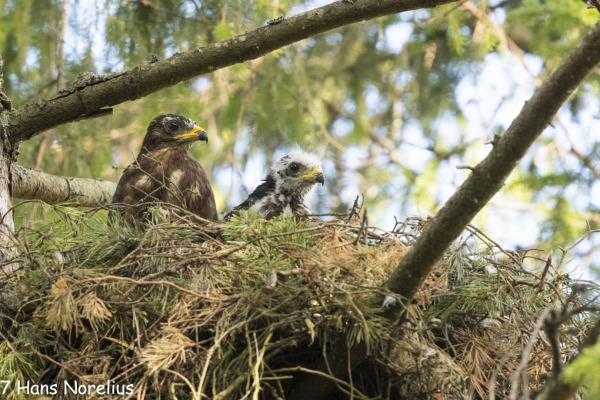 European Honey Buzzard