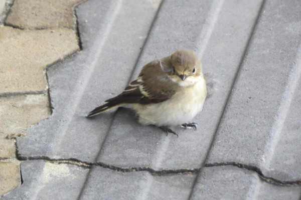 European Pied Flycatcher