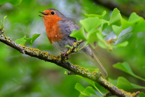 European Robin