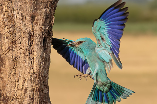 European Roller