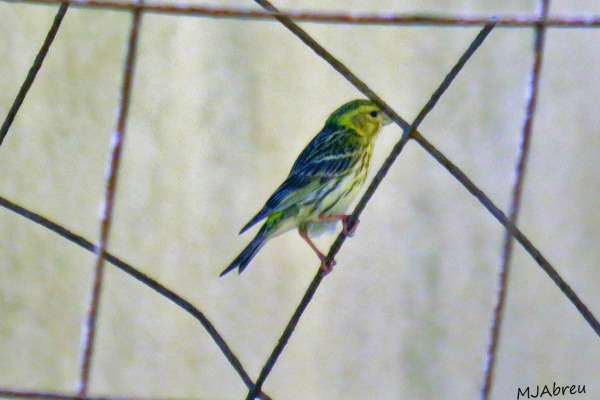 European Serin