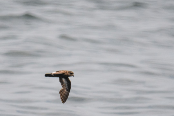 European Storm Petrel