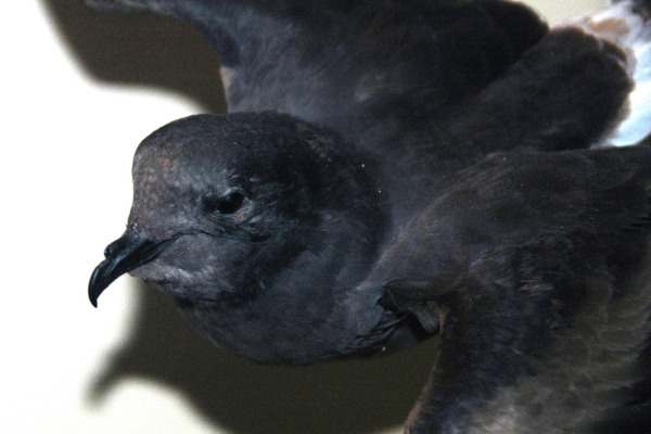 European Storm Petrel