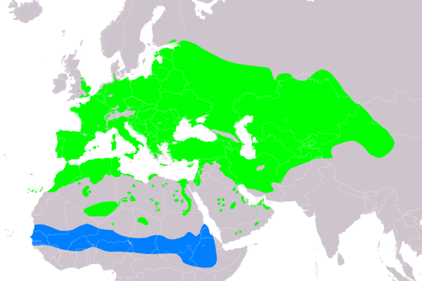 European Turtle Dove