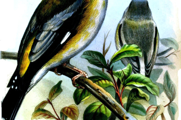 Evening Grosbeak