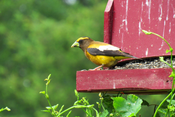 Evening Grosbeak