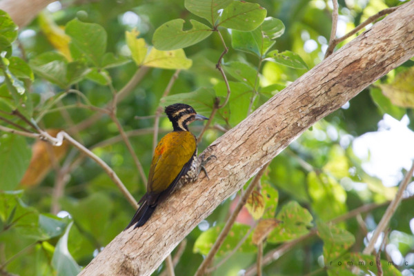 Everett's Flameback