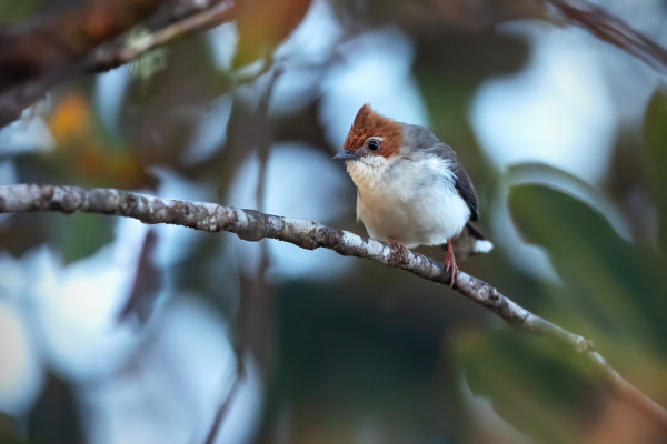 Everett's Sunbird