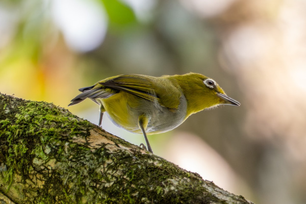 Everett's White-eye