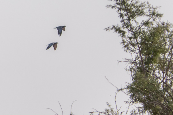 Eversmann's Pigeon